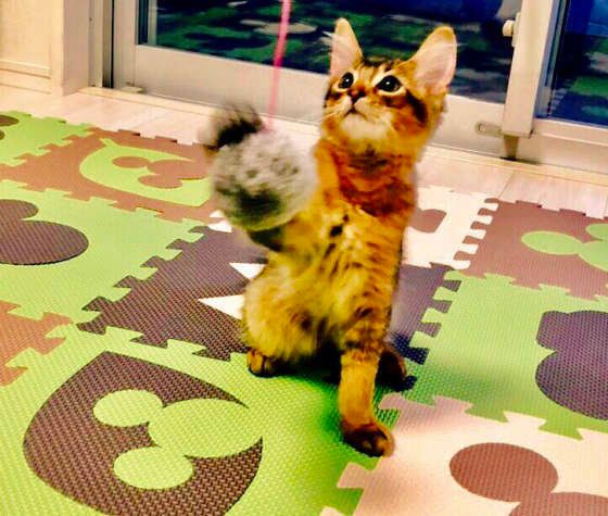 おもちゃで遊ぶソマリ