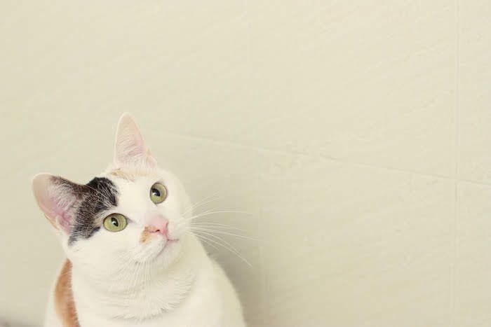 見上げる猫