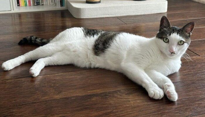 カメラ目線でくつろぐ12才の猫