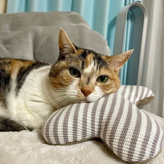 2年前の投稿。新しい枕に頭を乗せるはなちゃん