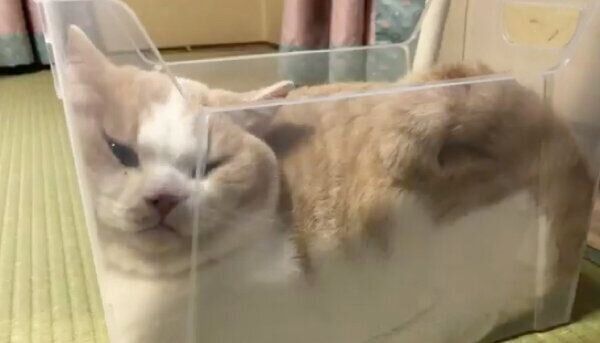 箱の中でとろけるてんぷらちゃん