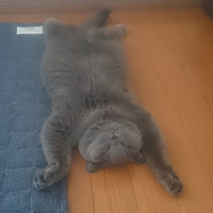 猫のおたふくちゃん