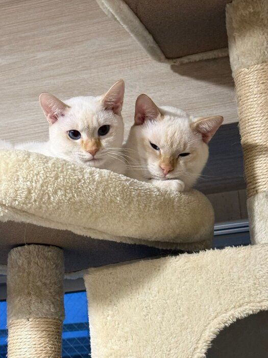 キャットタワーにいる2匹の猫