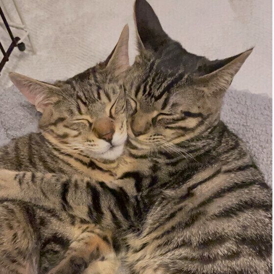 ピッタリくっつく猫たち