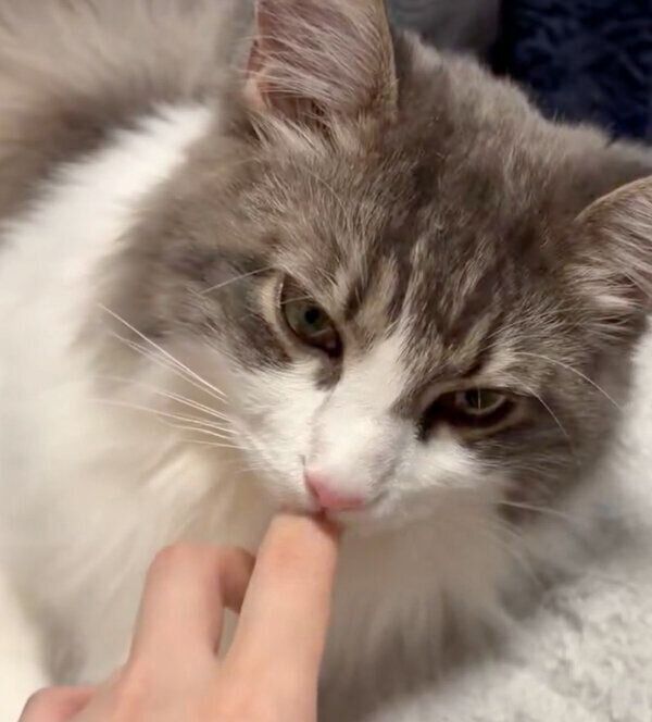 指をちゅぱちゅぱするばぶちゃん