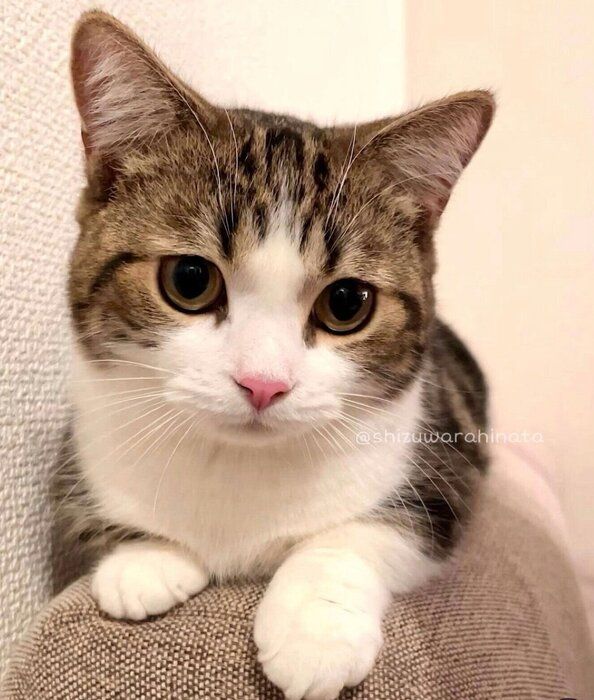 キリッとするひなたくん