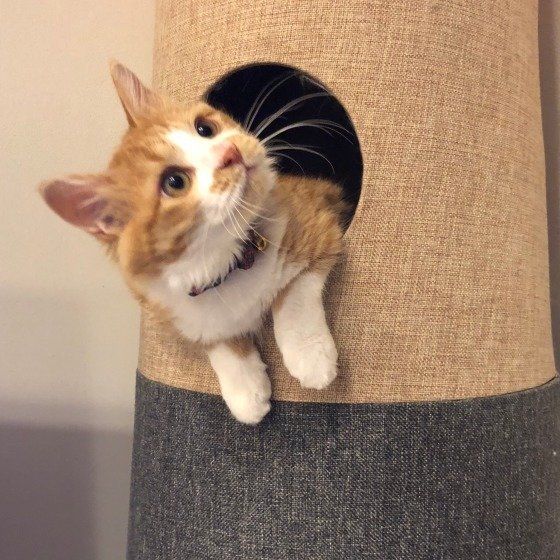 遊ぶ猫