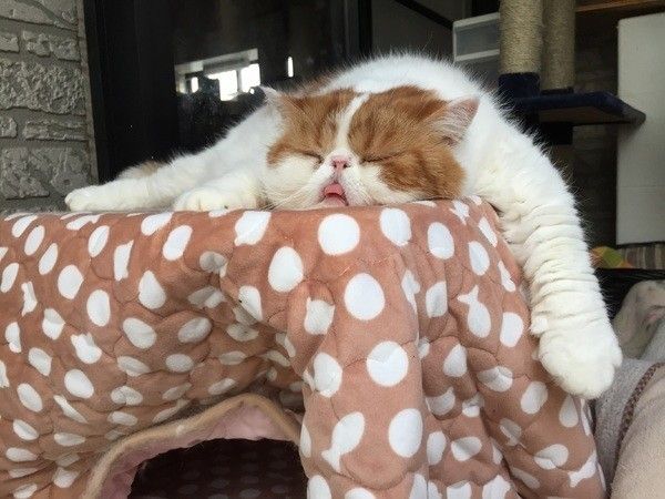 こたつの上のエキゾチックショートヘア