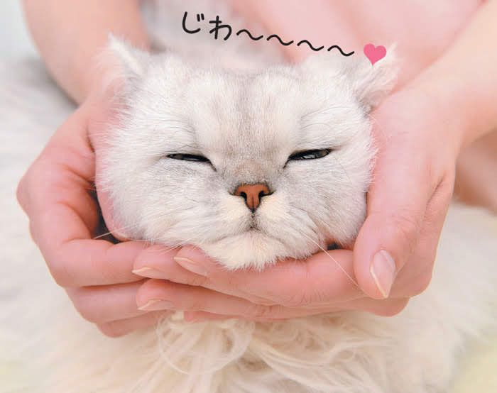 とろける猫
