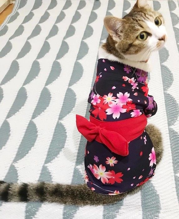 きなこちゃん