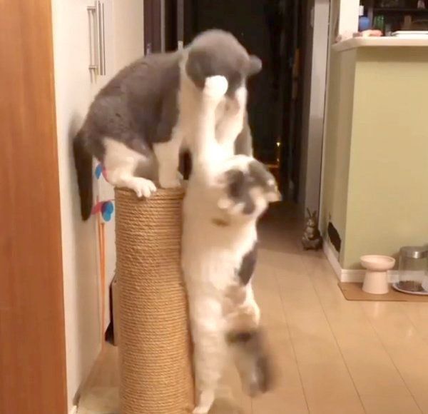 ドラ千代くんにカウンター攻撃をするねね子ちゃん