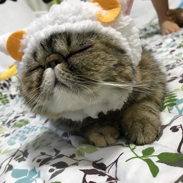 グリちゃん、ひつじを数えながらねんねかな??