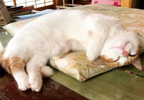 眠る猫