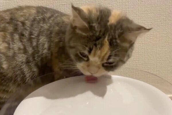 お水を飲むふうこちゃん