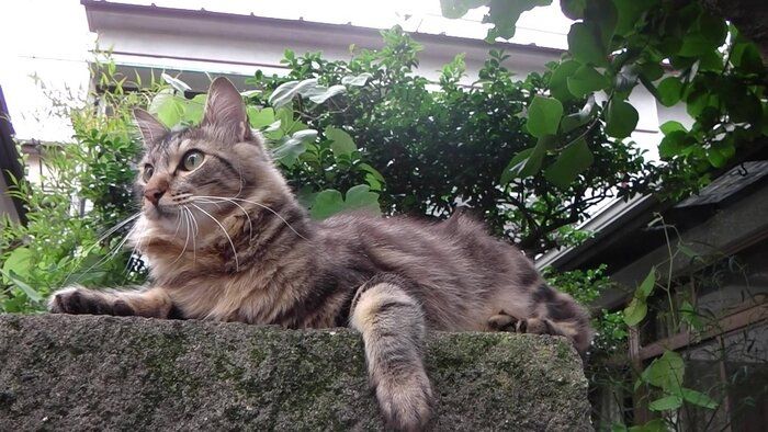 "猫の街"となったエリアでは、とくにゴハンをもらえる家の周りに猫が集まり、その目の前の 道路は車や自転車が通行しにくい状況があった