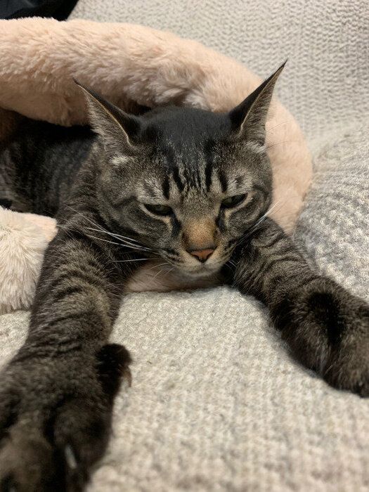不機嫌そうな猫