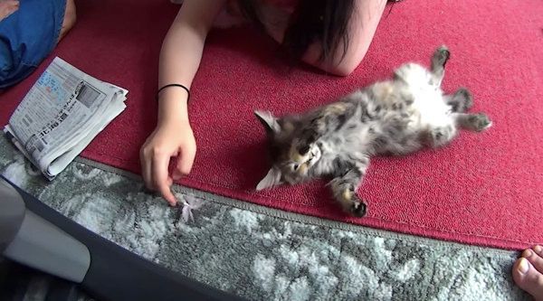 ヘソ天する猫