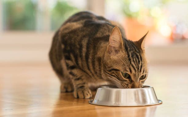 若い美しい猫を自宅
