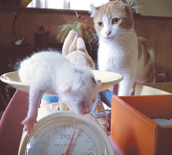 子猫の写真