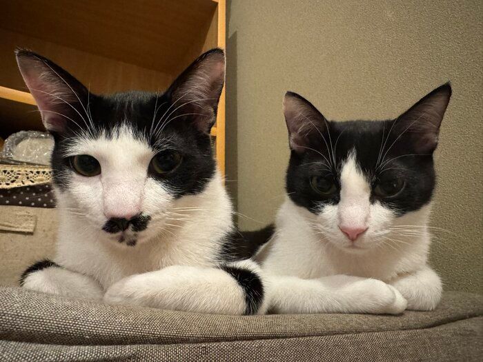 生後8カ月の2匹の猫