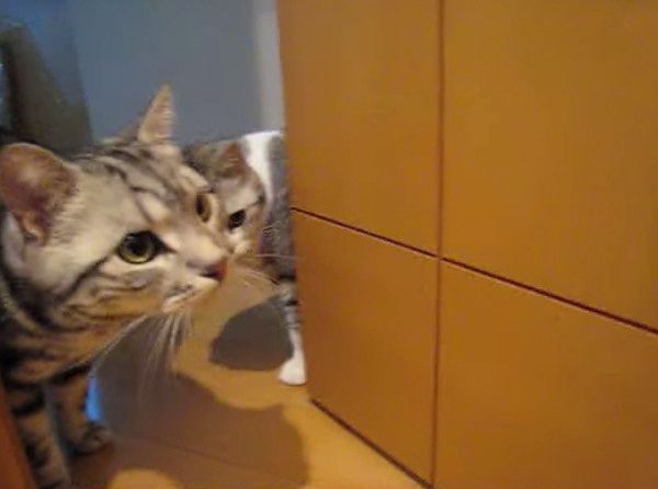 猫の肉球