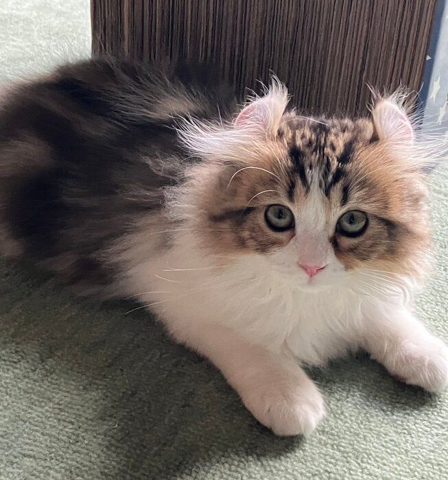 パヤパヤな毛が可愛いプティくん。