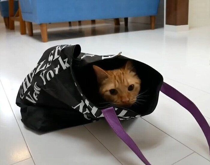 バッグにすっぽり