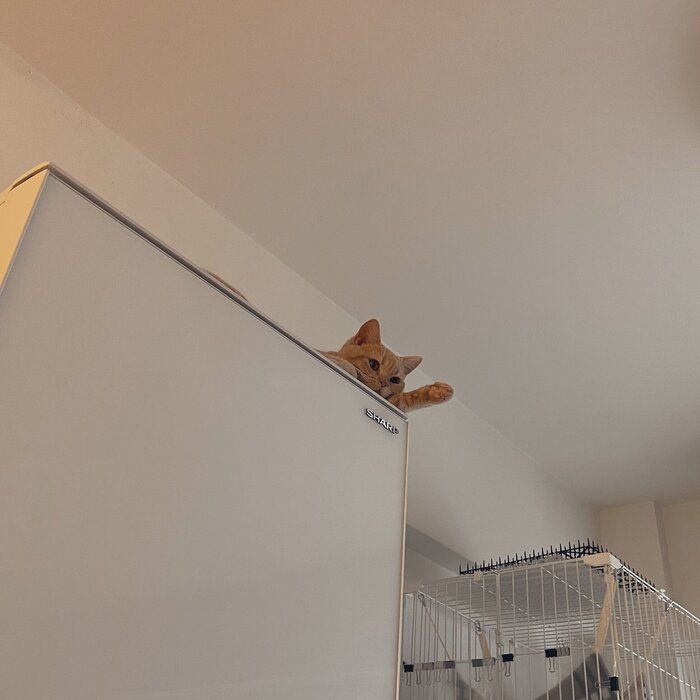 話題の投稿　冷蔵庫の上にのるおもちくん