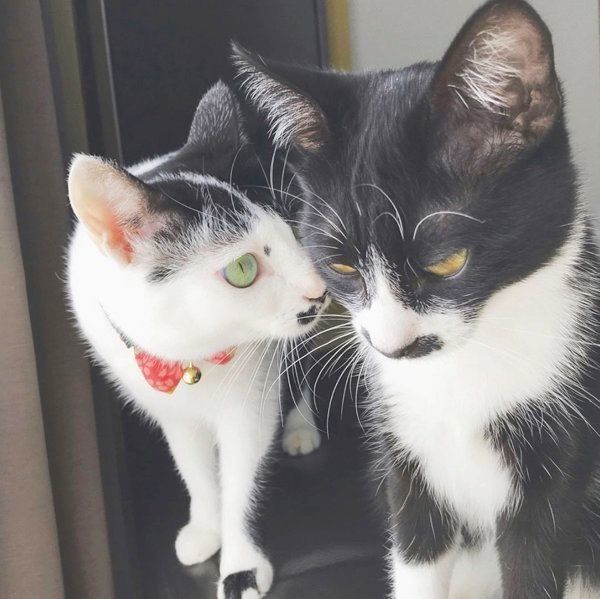 おヒゲがチャームポイントの元保護猫・ランちゃんとレイちゃん