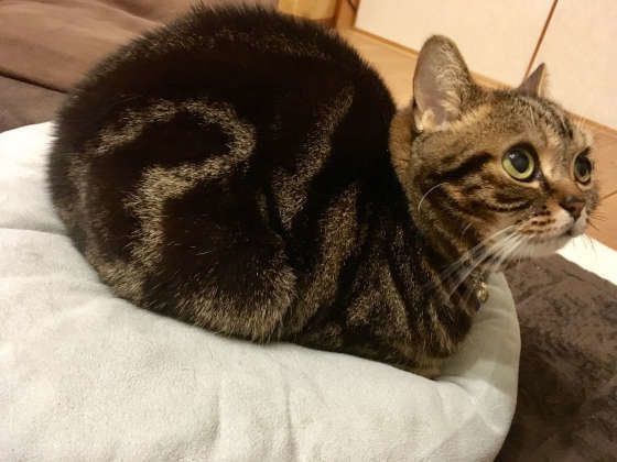 フィノくんのまるっとした香箱座り