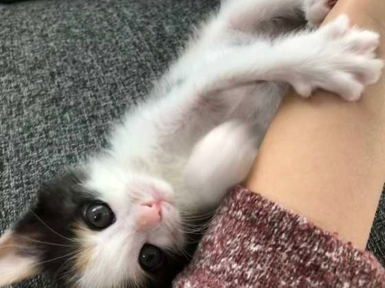 スリスリする三毛猫
