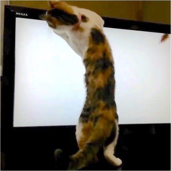 YouTubeニャンコ