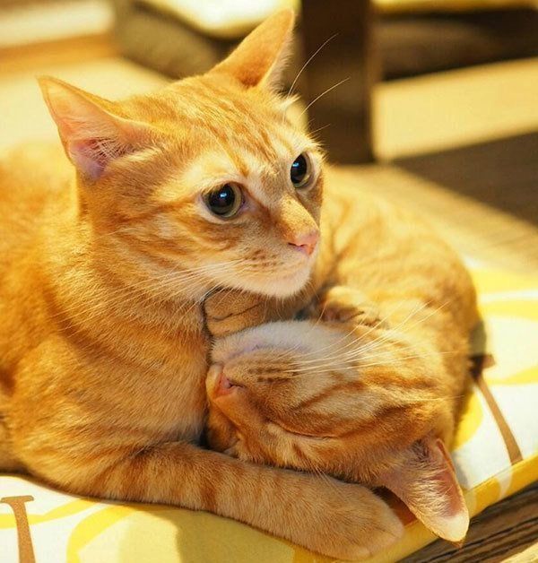 にこいち兄弟
