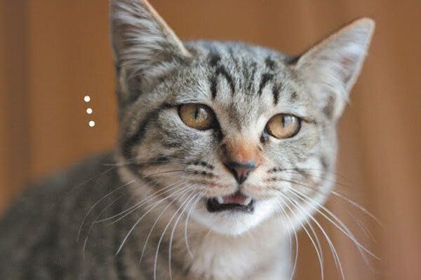 口を開ける猫