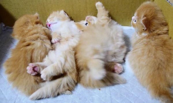 起き上がれない猫