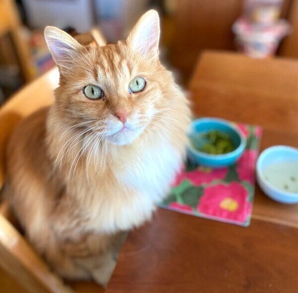 見つめるピョンタくん