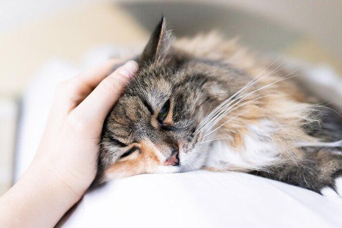頭をなでられながら横たわる猫