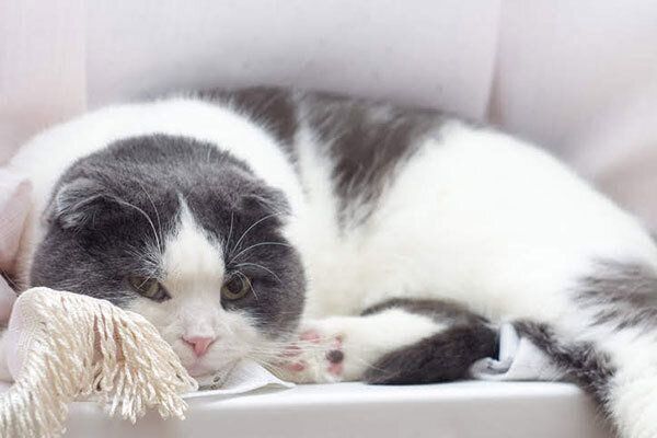 見つめる猫