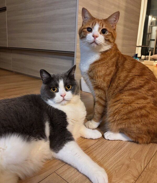 仲良しないなりくんと妹猫・おそばちゃん