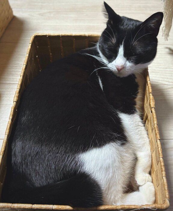 カゴに入るめいくん