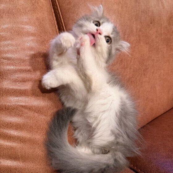 毛づくろいする猫