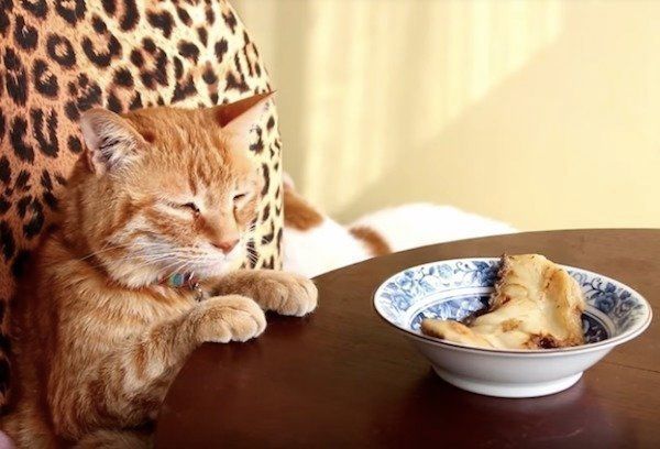 においをいただくニャンコ