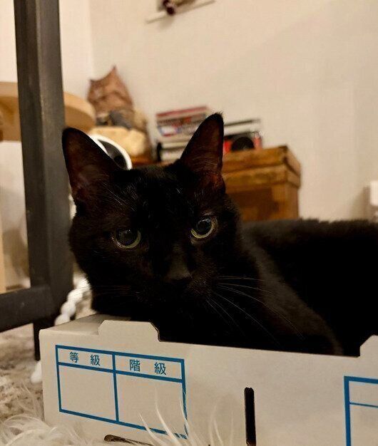 段ボール箱に入っている猫
