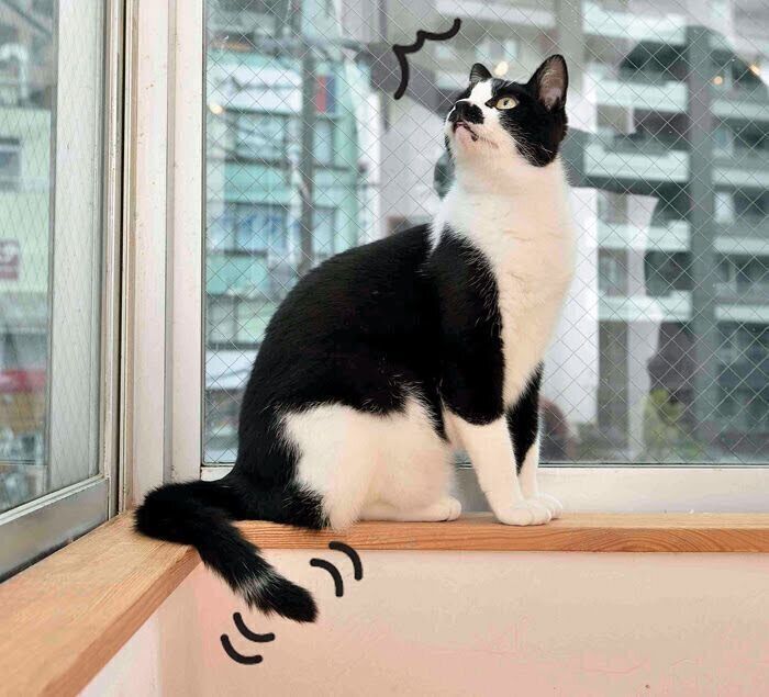 窓の外に興味をもって尻尾の先を振る猫