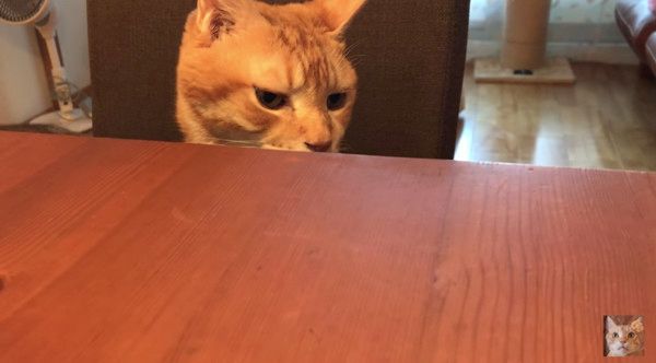 イスに座る猫