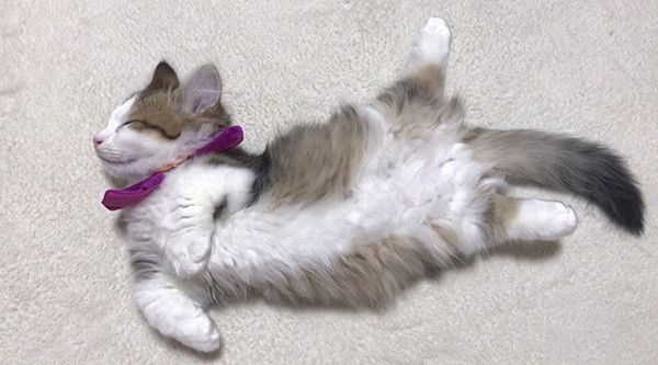 寝る子猫