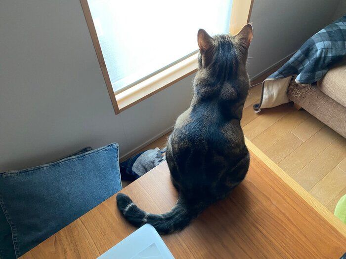 スズメが来るのを待つほっけくん