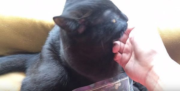 なでられる猫
