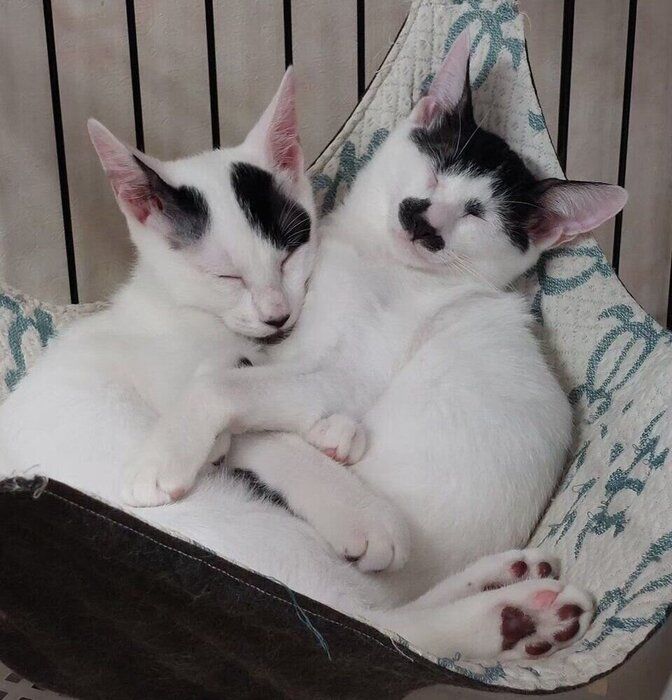 一緒に保護された猫との写真