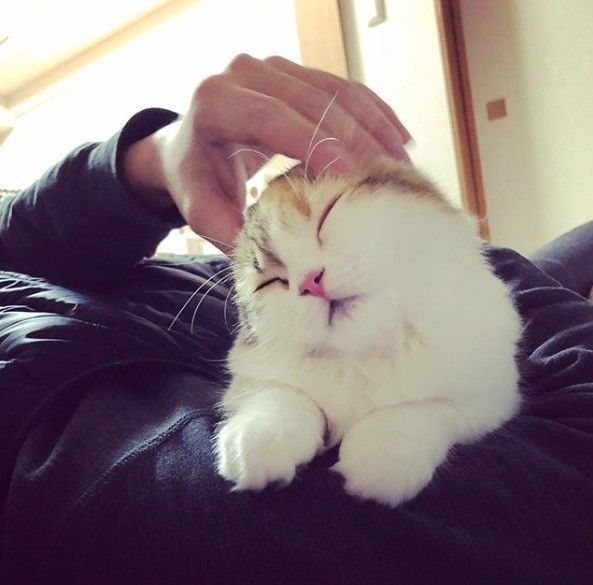 おでこを触られて気持ち良さそうな猫